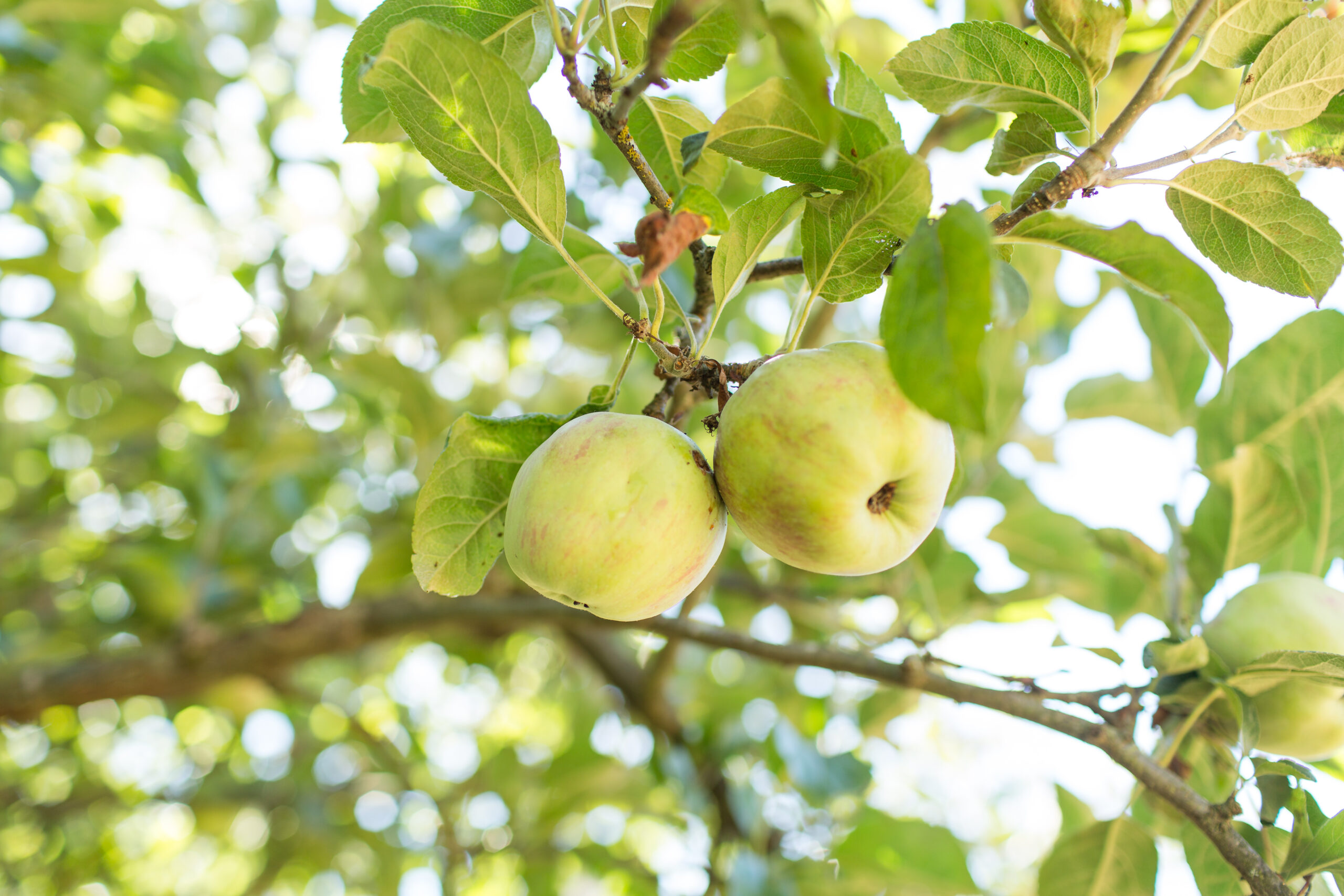 green apples on a tree in penticton