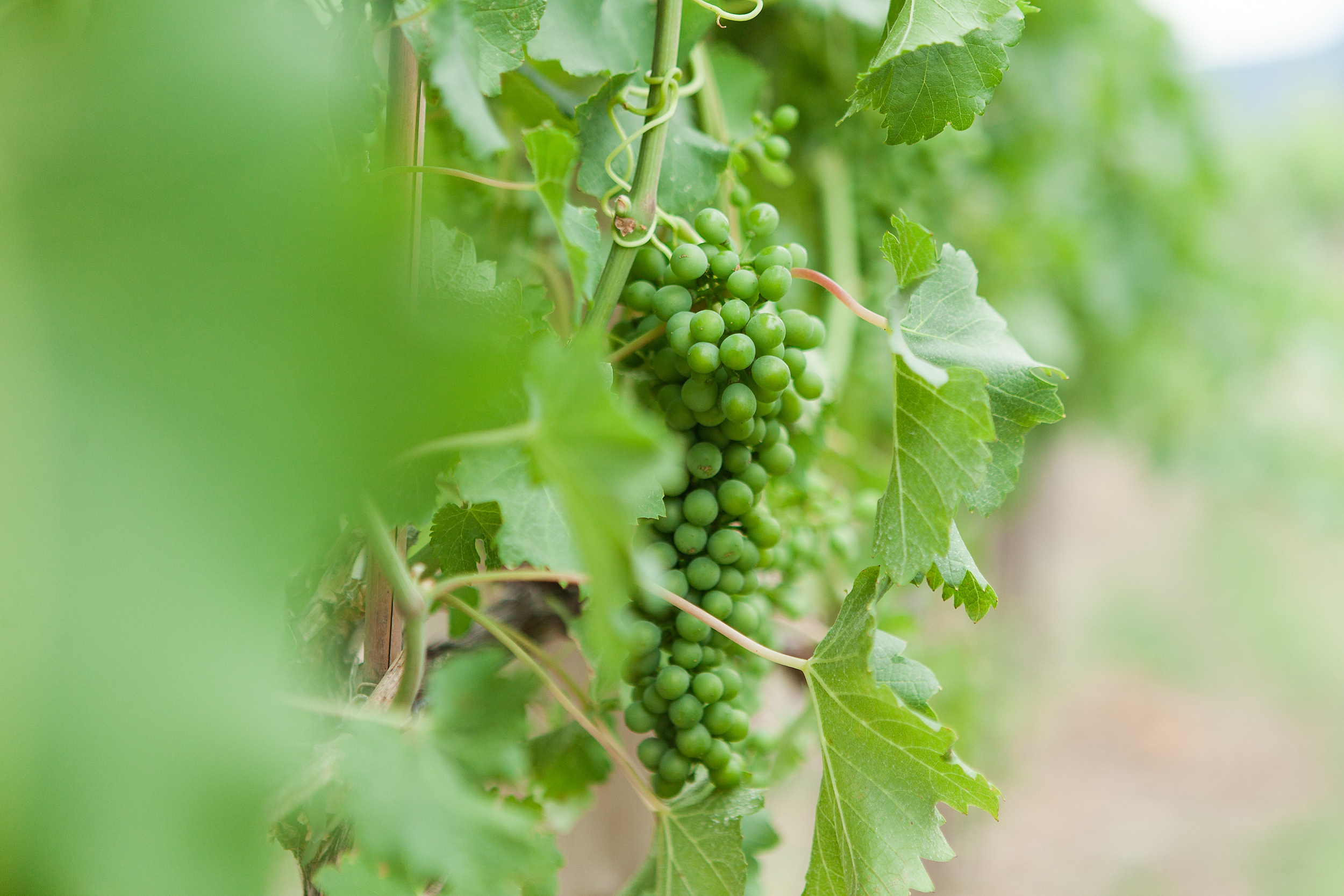 green grapes hang from a vine