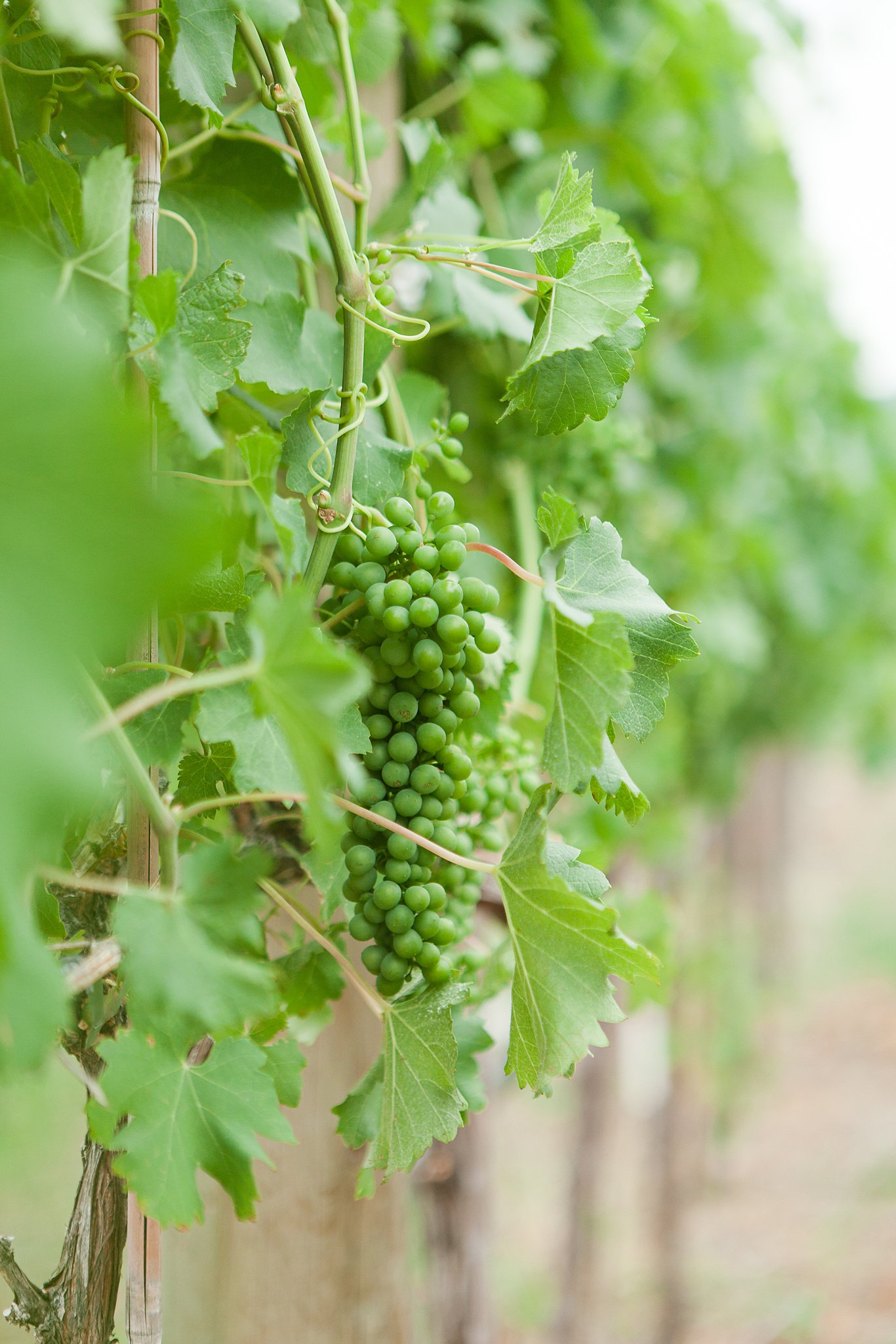 green Grapes hang from a vine in a vineyard Covert farms family estate