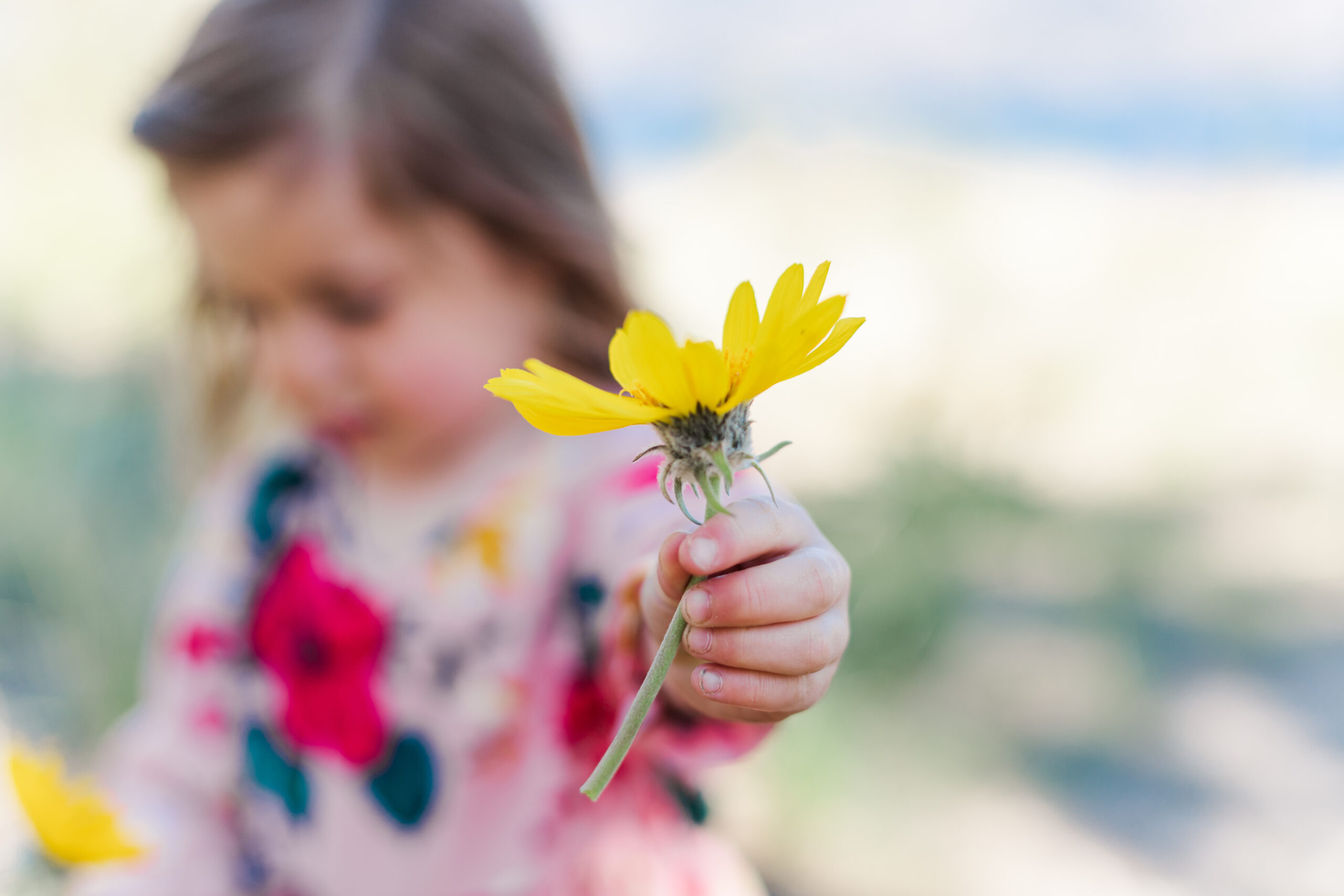 little girl holding okanagan sunflower