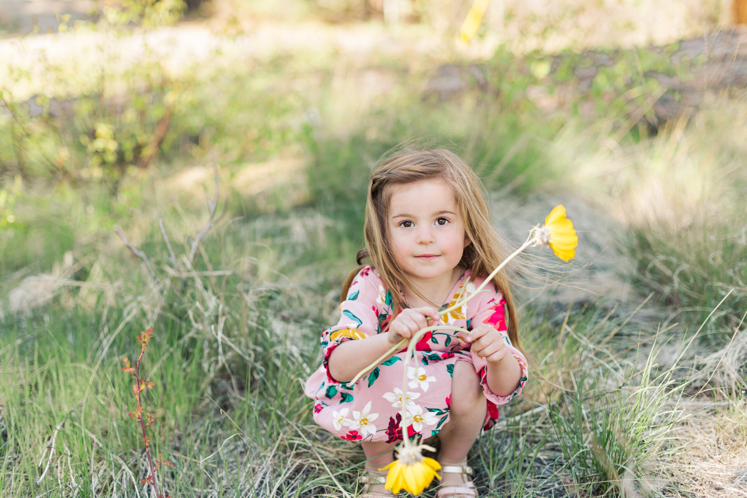 Adorable girl in a field picking arrowleaf balsamroot flower